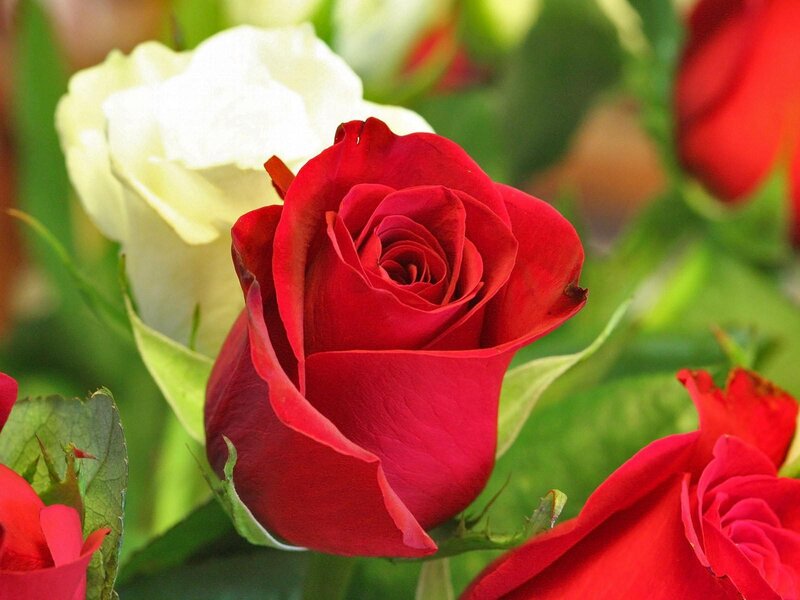Red Rose in Bloom — Calm, Photograph, White Rose