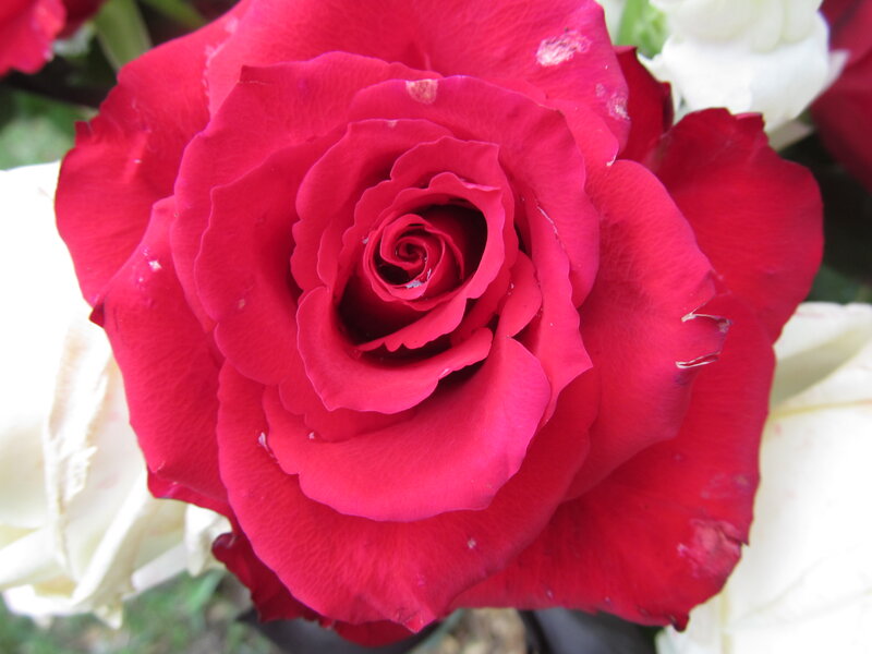 Red Rose in Bloom — Calm, Photograph, White Roses