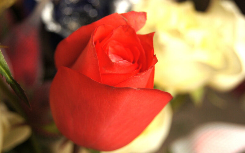 Red Rose in Bloom — Calm, Photograph, Yellow Flower, Green Leaf
