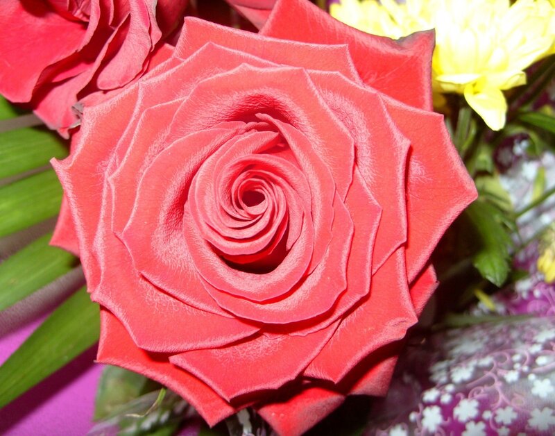 Red Rose in Bloom — Calm, Photograph, Yellow Flower