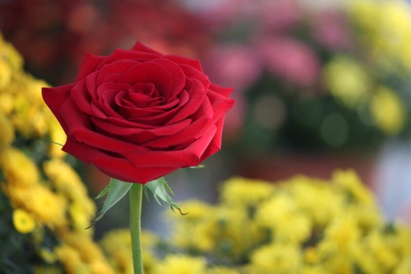 Red Rose in Bloom — Calm, Photograph, Yellow Flowers, Green Stem