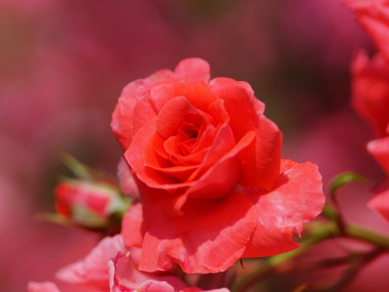 Red Rose in Bloom — Calm, Spring, Photograph, Bud