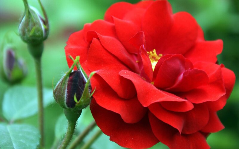 Red Rose in Bloom — Calm, Spring, Photograph, Buds, Leaves