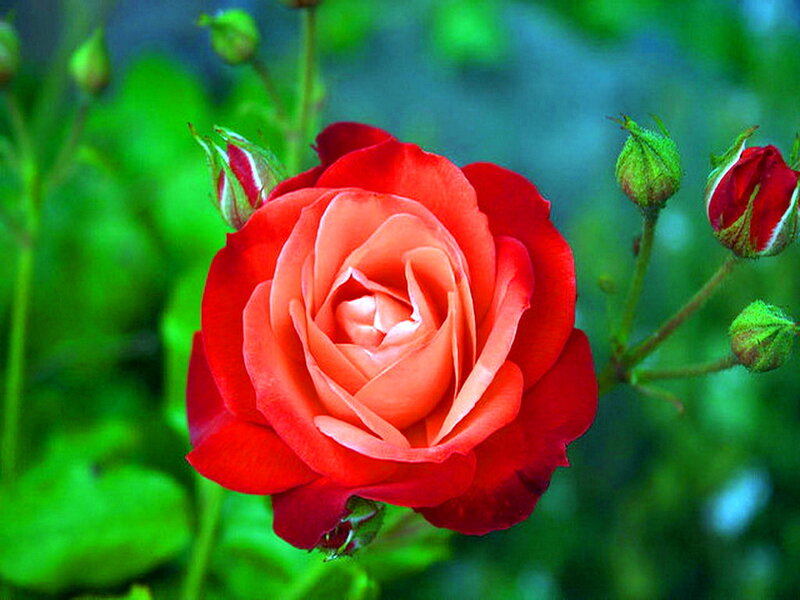 Red Rose in Bloom — Calm, Spring, Photograph, Buds