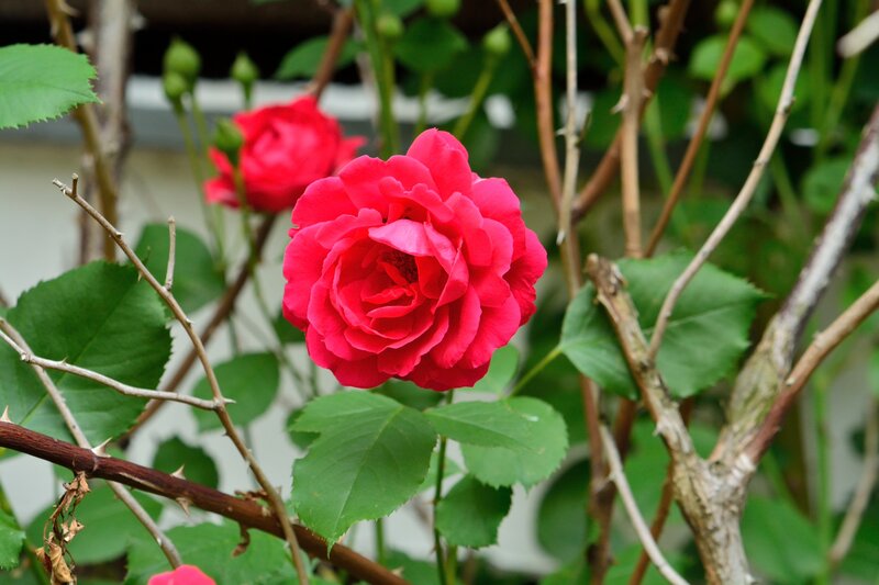 Red Rose in Bloom — Calm, Spring, Photograph, Green Leaves