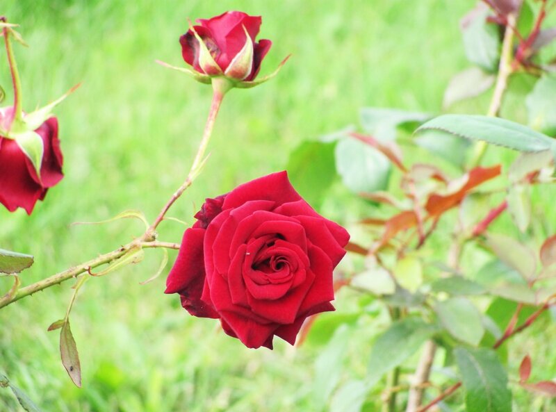 Red Rose in Bloom — Calm, Spring, Photograph, Rosebud, Green Leaves