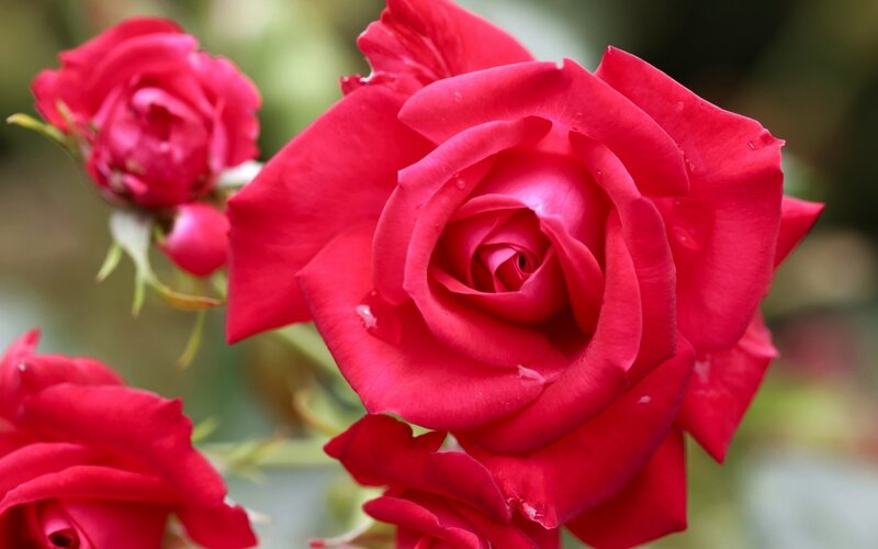 Red Rose in Bloom — Calm, Spring, Photograph, Rosebud