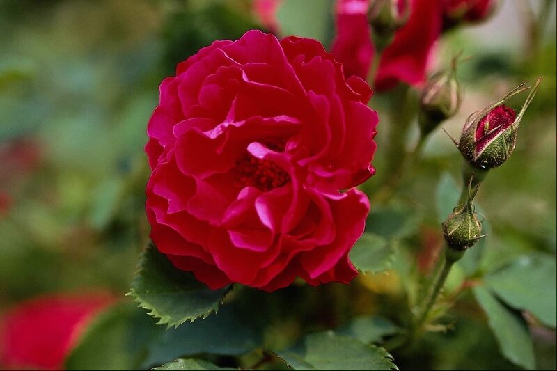 Red Rose in Bloom — Calm, Spring, Photograph