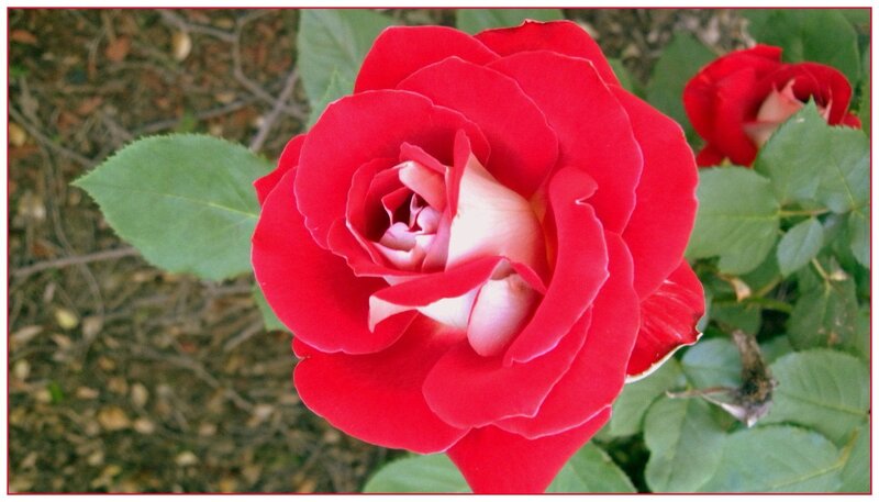 Red Rose in Bloom — Calm, Spring
