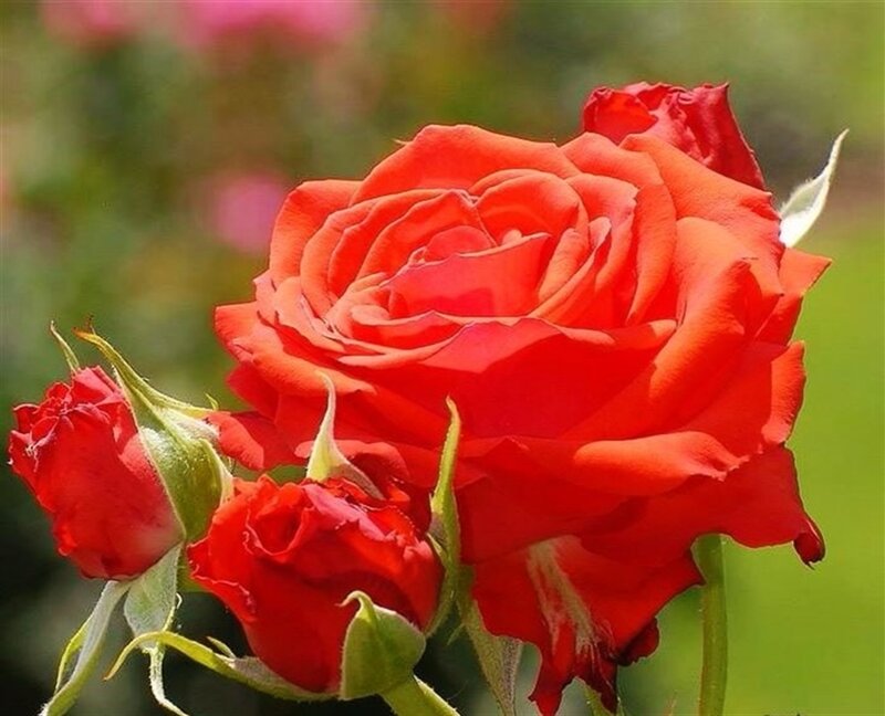 Red Rose in Bloom — Calm, Summer, Photograph, Buds