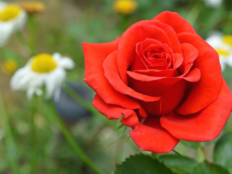 Red Rose in Bloom — Calm, Summer, Photograph