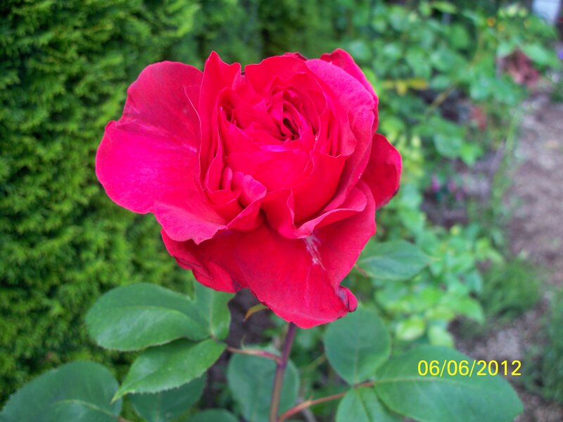Red Rose in Bloom — Calm, Summer