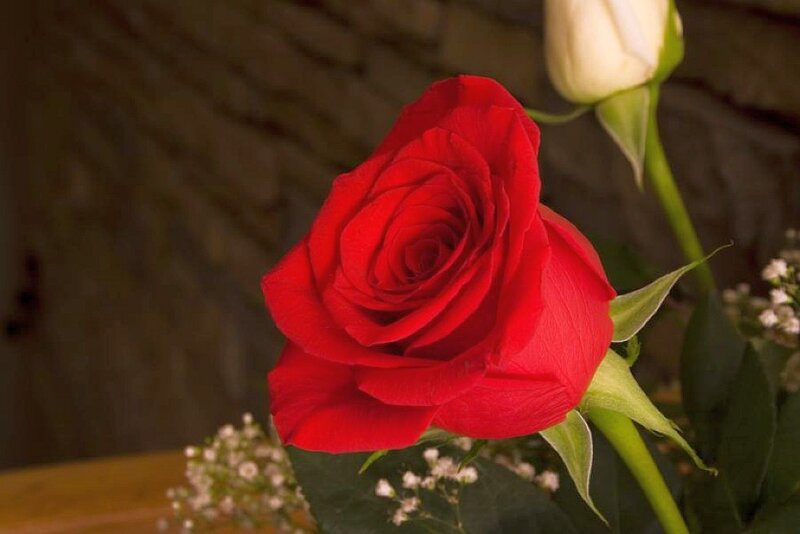 Red Rose in Bloom — Calm