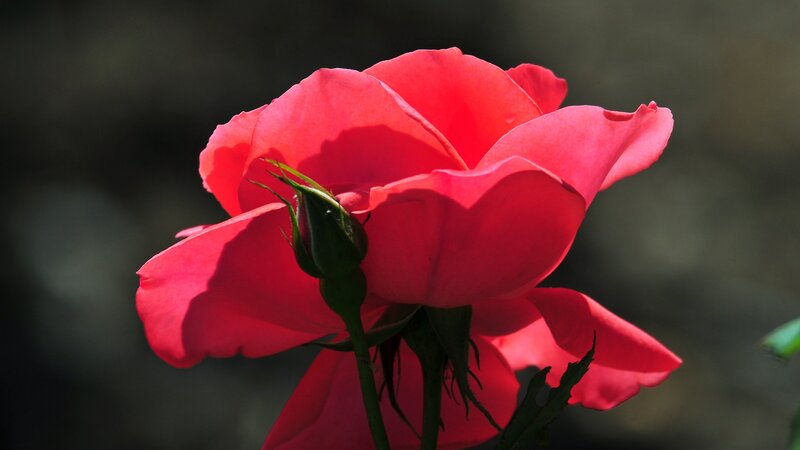 Red Rose in Bloom — Dramatic, Afternoon, Photograph, Bud, Stem