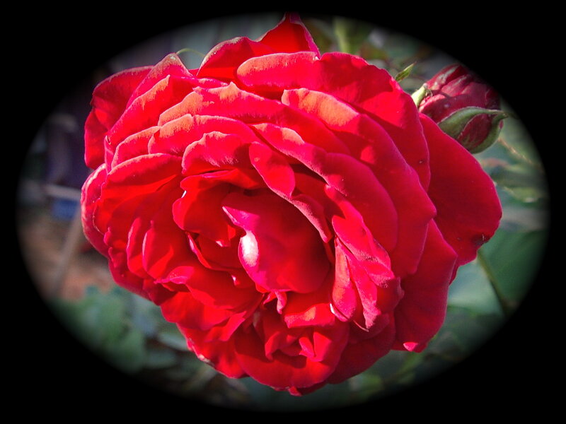 Red Rose in Bloom — Dramatic, Afternoon, Photograph, Bud