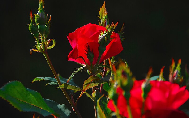 Red Rose in Bloom — Dramatic, Afternoon, Photograph, Buds, Leaves