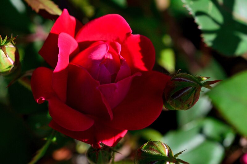 Red Rose in Bloom — Dramatic, Afternoon, Photograph, Buds