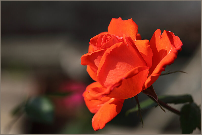 Red Rose in Bloom — Dramatic, Afternoon, Photograph, Green Leaves, Stem