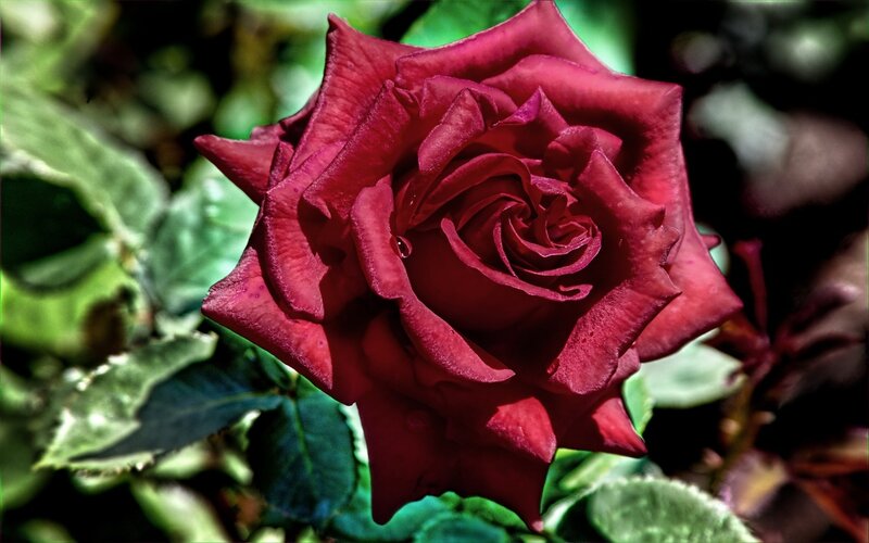 Red Rose in Bloom — Dramatic, Afternoon, Photograph, Green Leaves