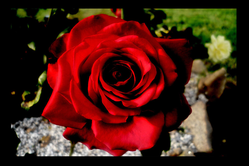 Red Rose in Bloom — Dramatic, Afternoon, Photograph, Green Leaves, White Flower