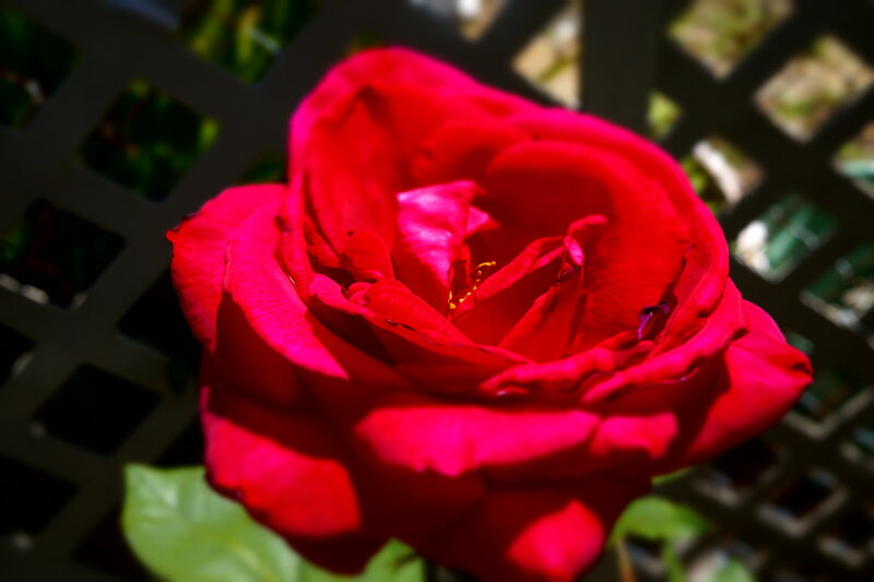 Red Rose in Bloom — Dramatic, Afternoon, Photograph, Lattice