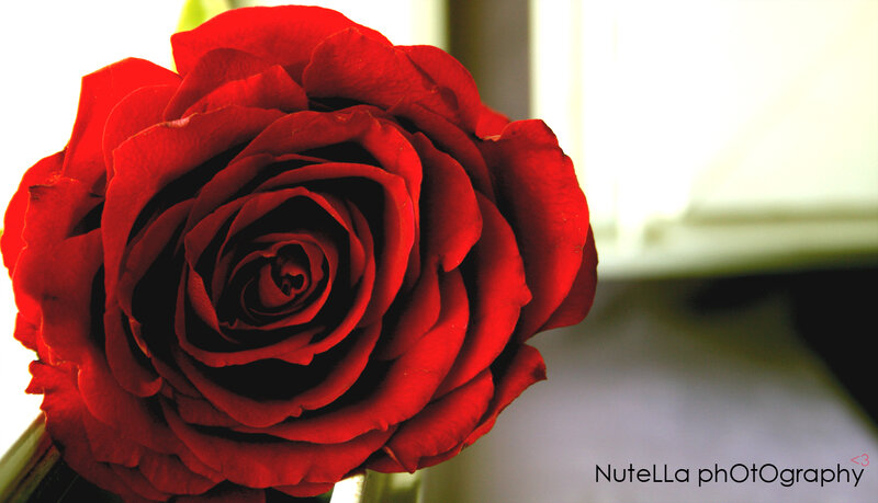 Red Rose in Bloom — Dramatic, Afternoon, Photograph, Petals, Stem