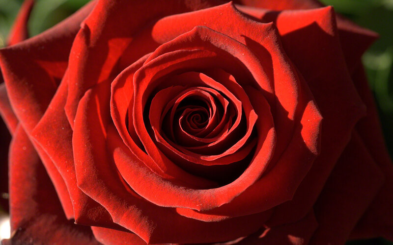 Red Rose in Bloom — Dramatic, Afternoon, Photograph, Petals
