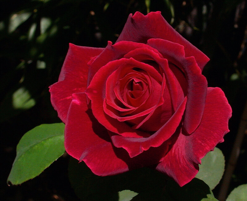Red Rose in Bloom — Dramatic, Afternoon, Photograph