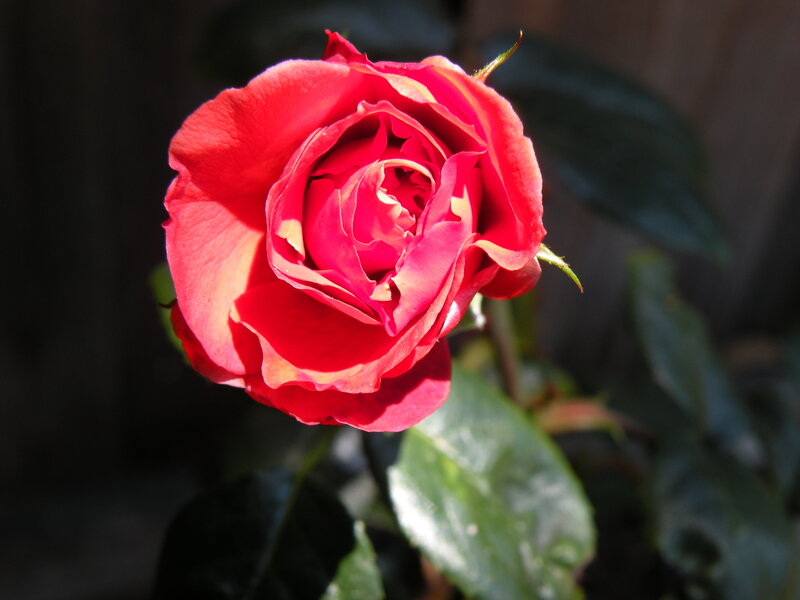 Red Rose in Bloom — Dramatic, Afternoon