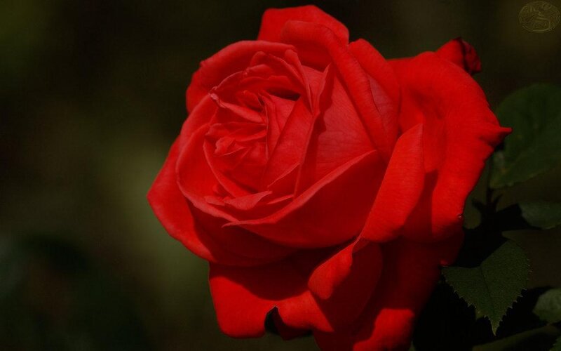 Red Rose in Bloom — Dramatic, Green Leaves