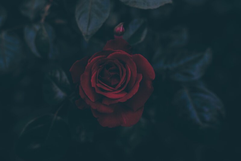 Red Rose in Bloom — Dramatic, Night, Photograph, Bud