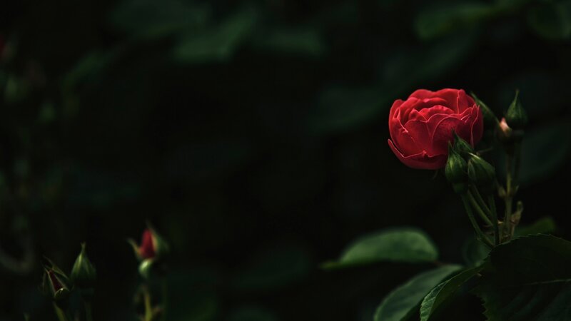 Red Rose in Bloom — Dramatic, Night, Photograph, Buds, Leaves