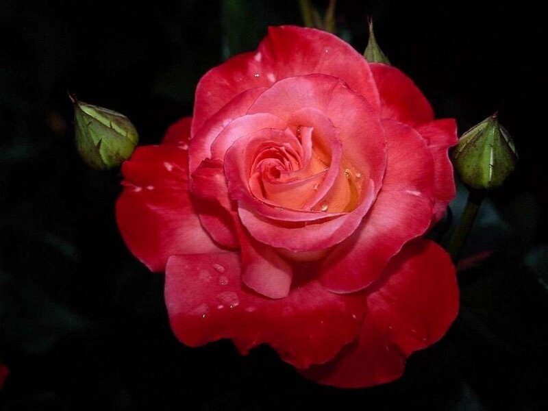 Red Rose in Bloom — Dramatic, Night, Photograph, Buds