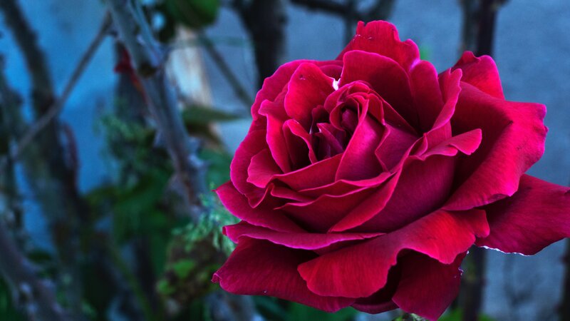 Red Rose in Bloom — Dramatic, Night, Photograph, Bush