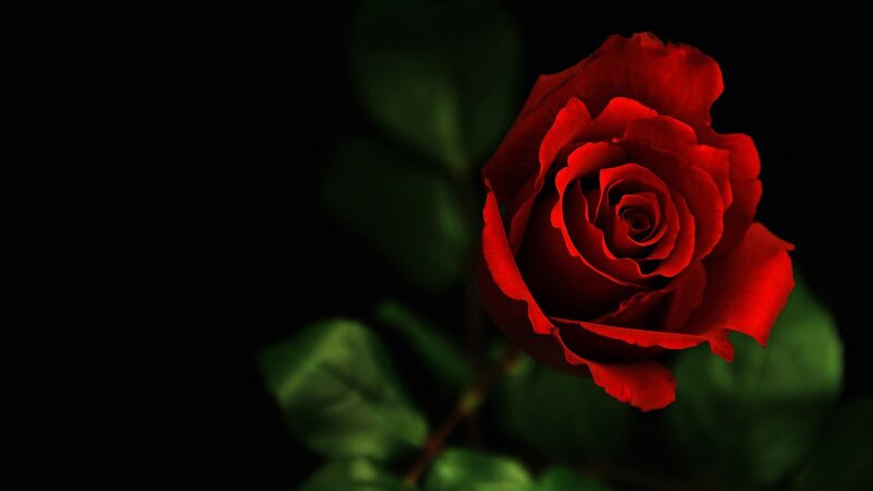 Red Rose in Bloom — Dramatic, Night, Photograph, Green Leaves, Black, Green