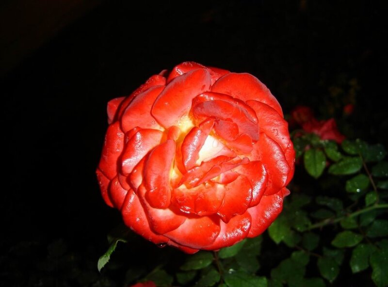 Red Rose in Bloom — Dramatic, Night, Photograph, Green Leaves, Dark Background