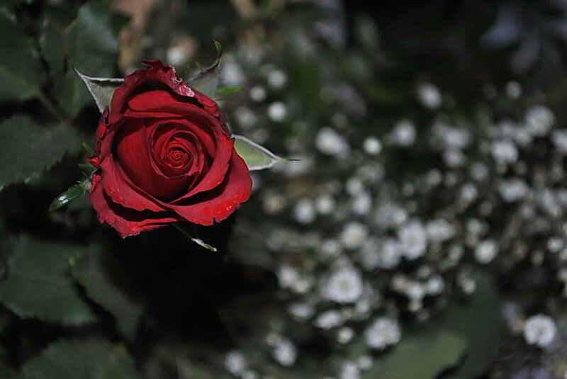 Red Rose in Bloom — Dramatic, Night, Photograph, Green Leaves