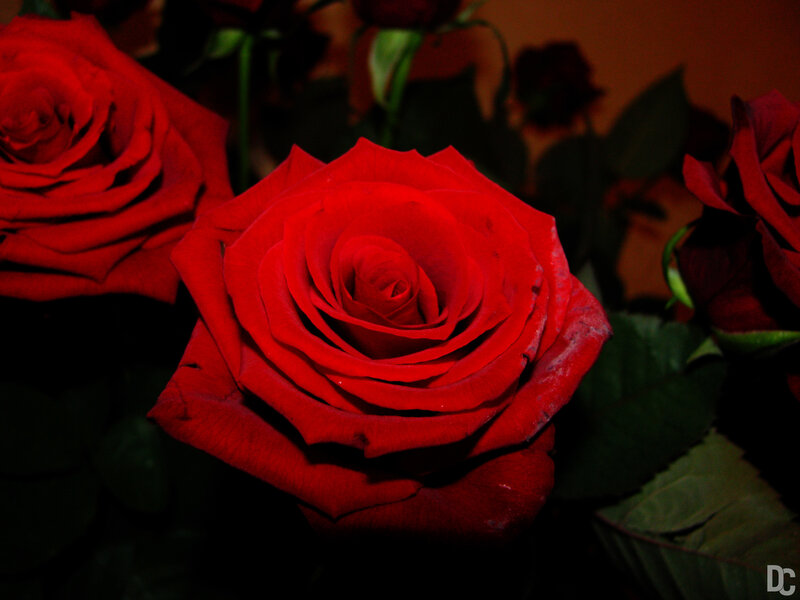 Red Rose in Bloom — Dramatic, Night, Photograph, Leaf