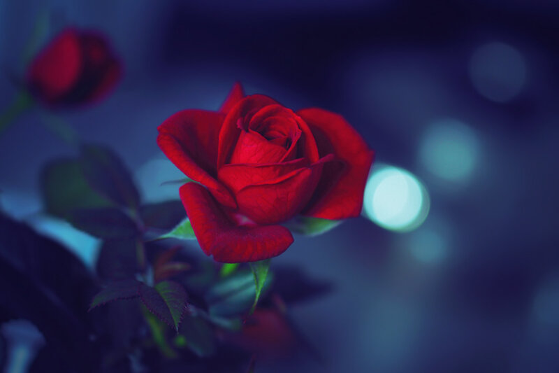 Red Rose in Bloom — Dramatic, Night, Photograph, Leaves, Bokeh