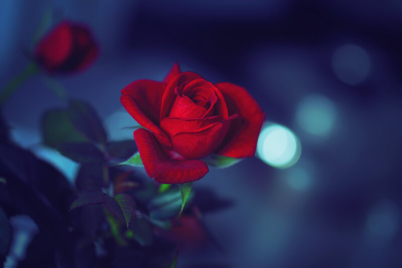 Red Rose in Bloom — Dramatic, Night, Photograph, Leaves