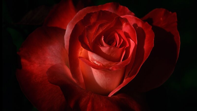 Red Rose in Bloom — Dramatic, Night, Photograph, Petal