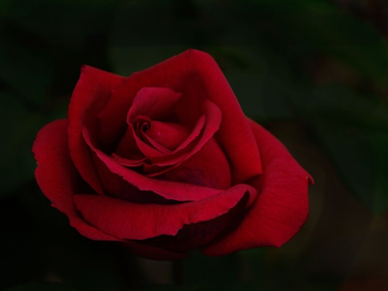 Red Rose in Bloom — Dramatic, Night, Photograph, Petals, Dark Background