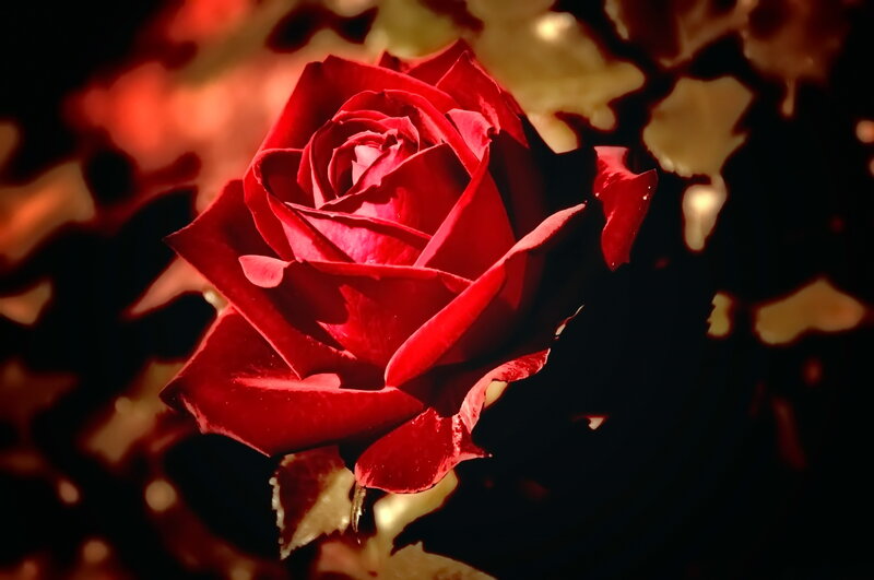 Red Rose in Bloom — Dramatic, Night, Photograph, Petals, Leaves