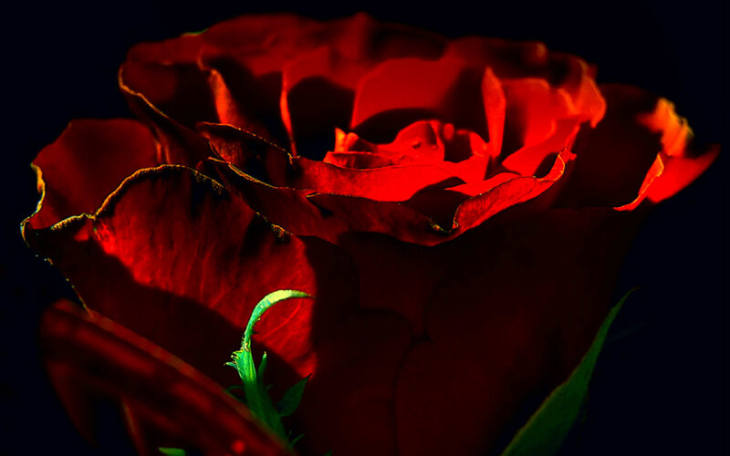 Red Rose in Bloom — Dramatic, Night, Photograph, Petals, Stem, Leaf