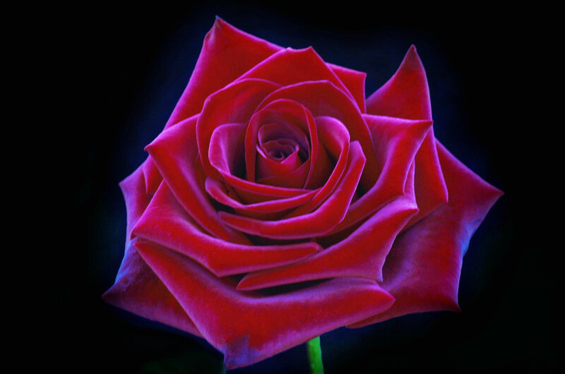 Red Rose in Bloom — Dramatic, Night, Photograph, Petals, Stem