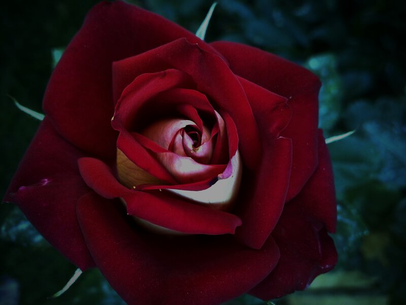 Red Rose in Bloom — Dramatic, Night, Photograph, Petals, Thorns