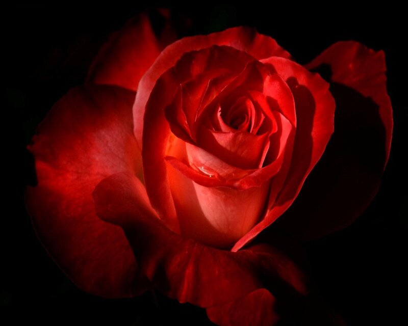 Red Rose in Bloom — Dramatic, Night, Photograph, Petals
