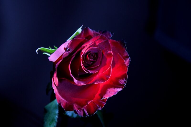 Red Rose in Bloom — Dramatic, Night, Photograph, Stem, Leaf
