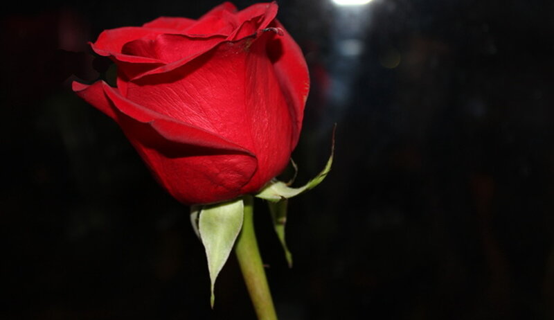 Red Rose in Bloom — Dramatic, Night, Photograph, Stem