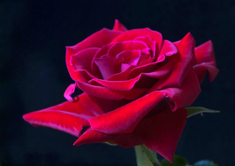 Red Rose in Bloom — Dramatic, Night, Photograph